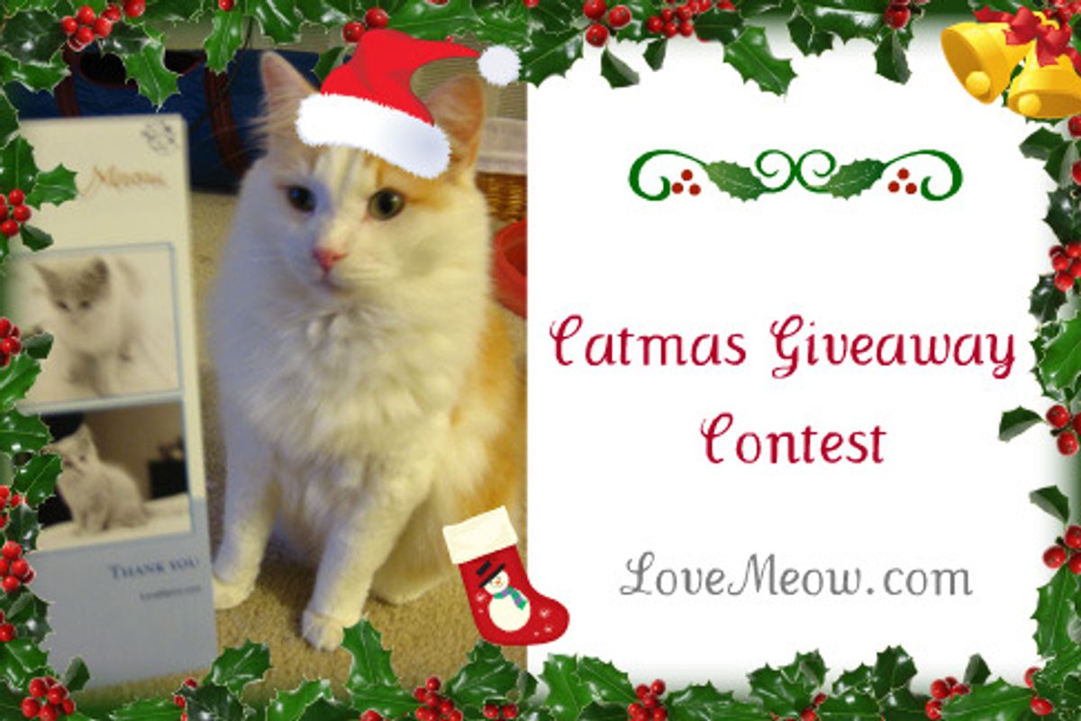 Winners of Catmas Giveaway Contest