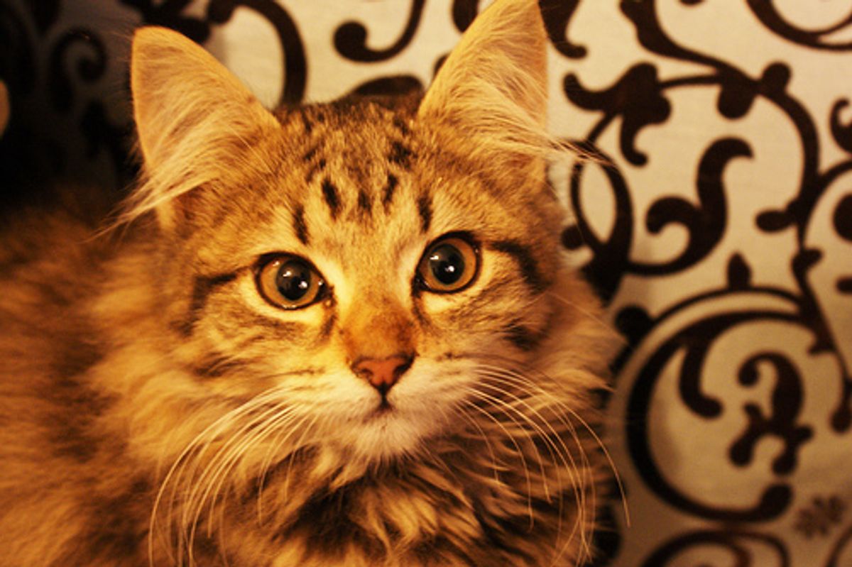 Voting Begins December Cat of the Month