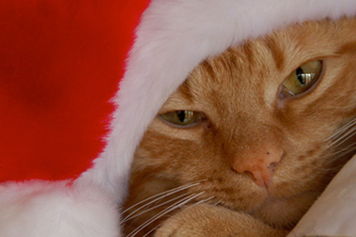 Special Christmas Gift Missing Cat Found After 12 Years