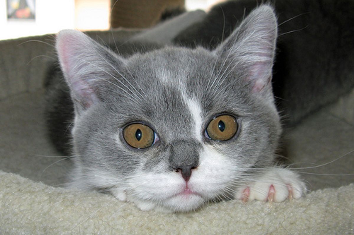 Man Quit His Job to Build Cat Sanctuary Tabbys Place