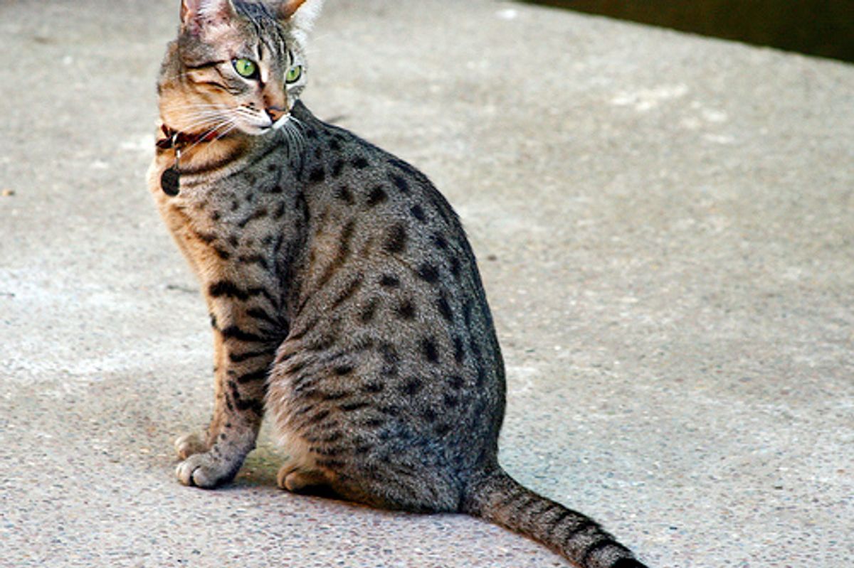 Egyptian Mau Fastest Dometic Cat Breed