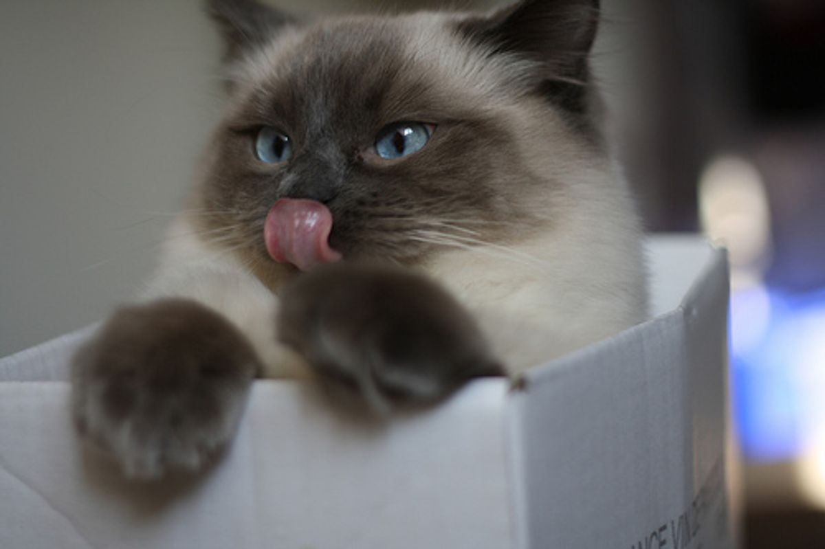 A Cats New Years Resolutions