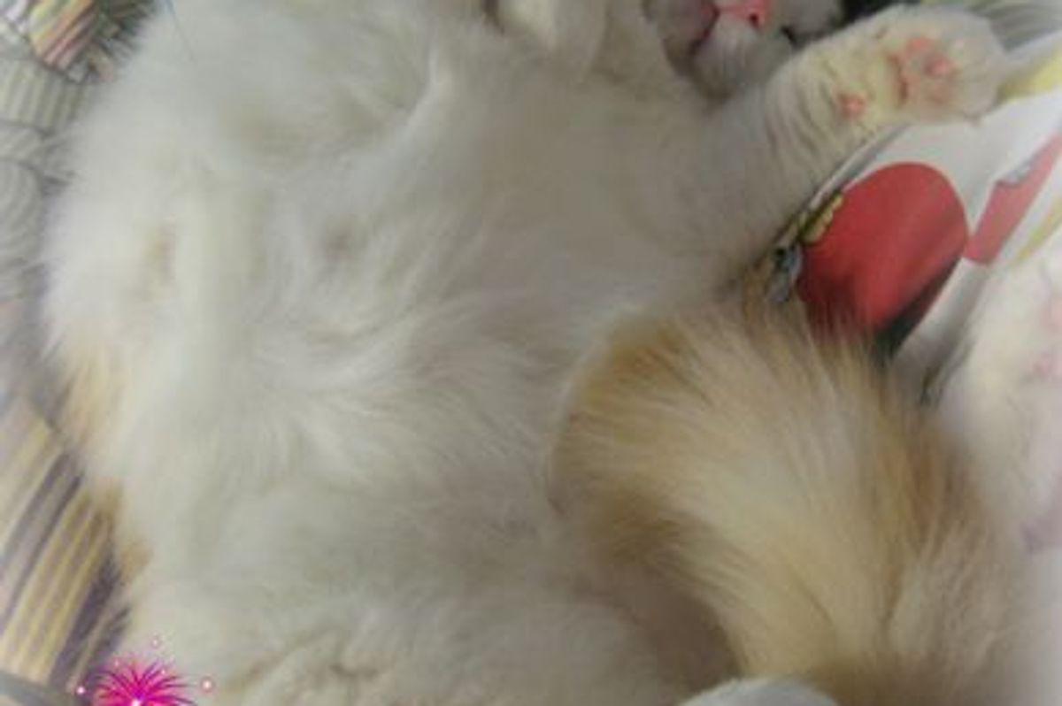 New Year Greetings from Jackie who Loves a Computer Mouse