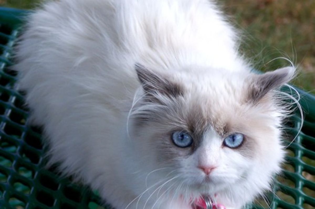 December Cat of the Month Results