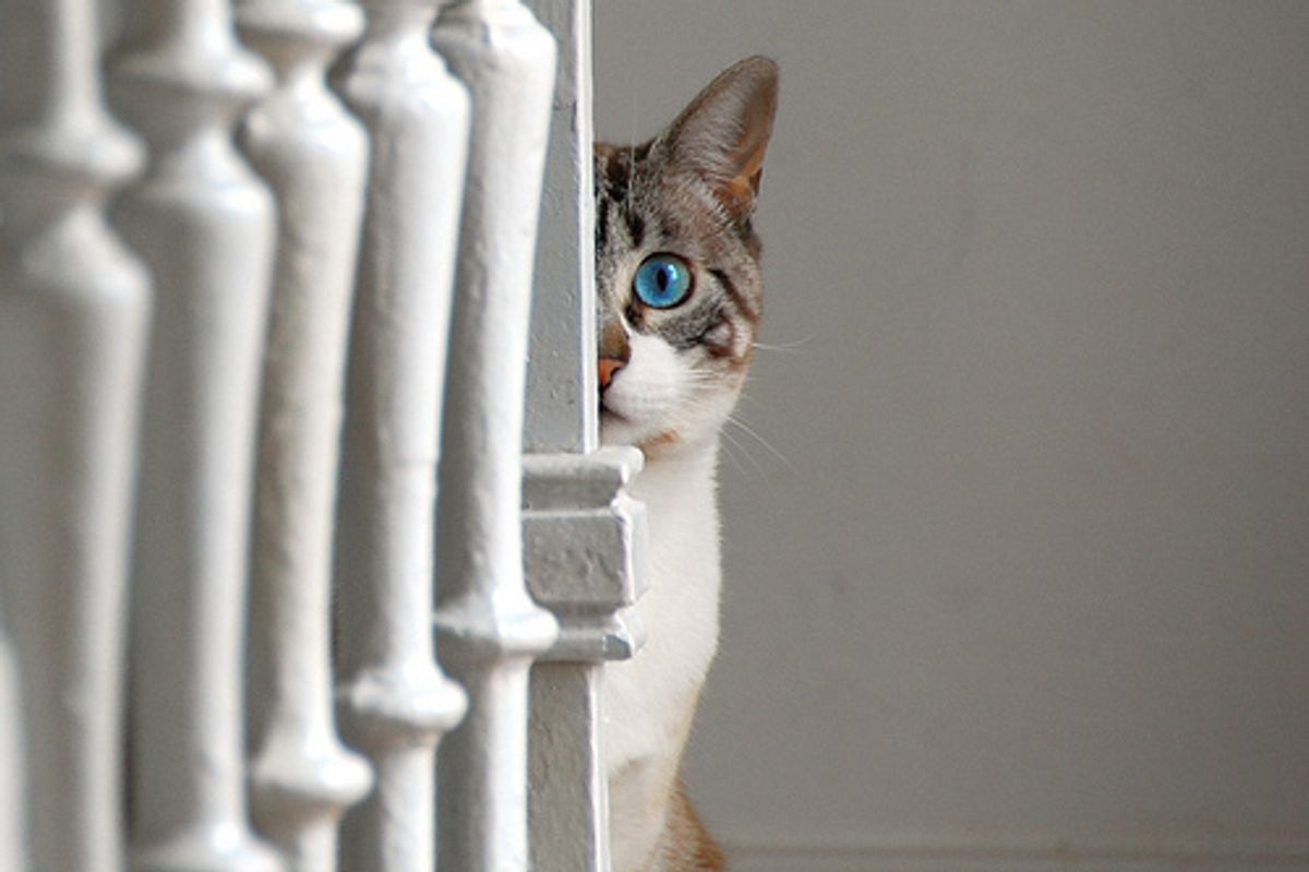 Dramatic Cats Compilation