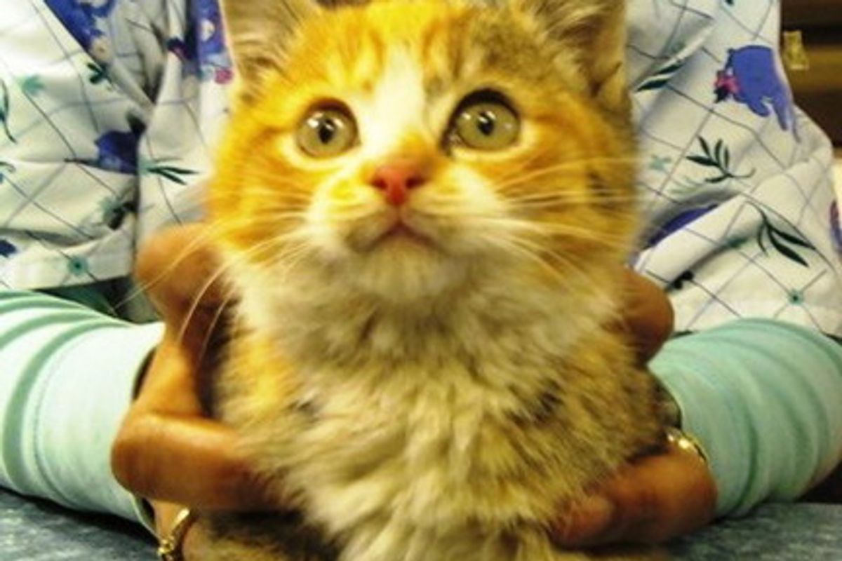 Kitten Rescued from Bridge in Freezing Temperature