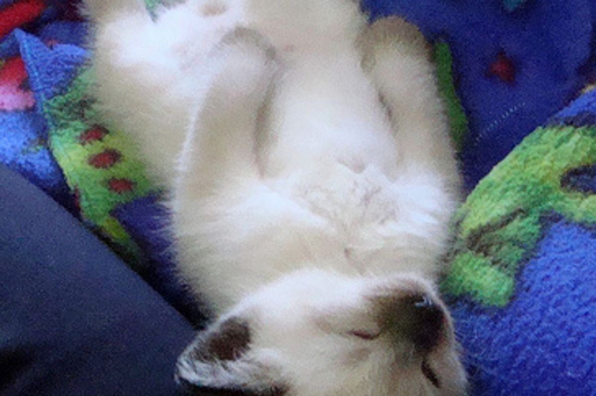 Cute Siamese Kitten Scared by Cat Toy