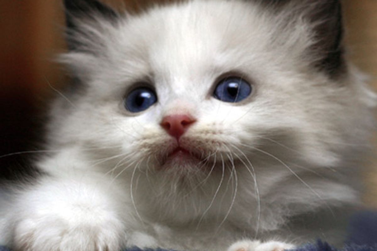 Cute Ragdoll Kitten Gets Mad at Himself