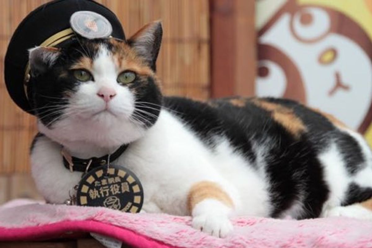 Station Master Calico Cat Tama Promoted to Corporate Executive