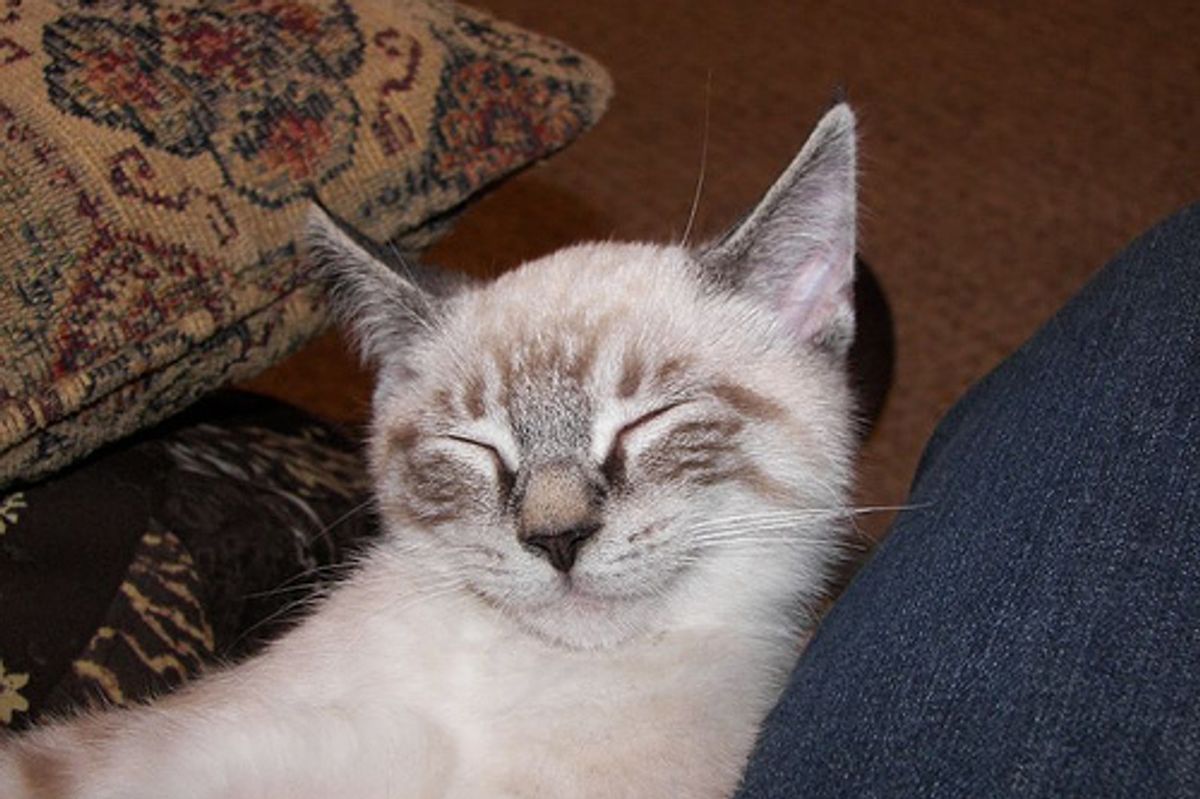 Happy and Smiley Kittens and Cats