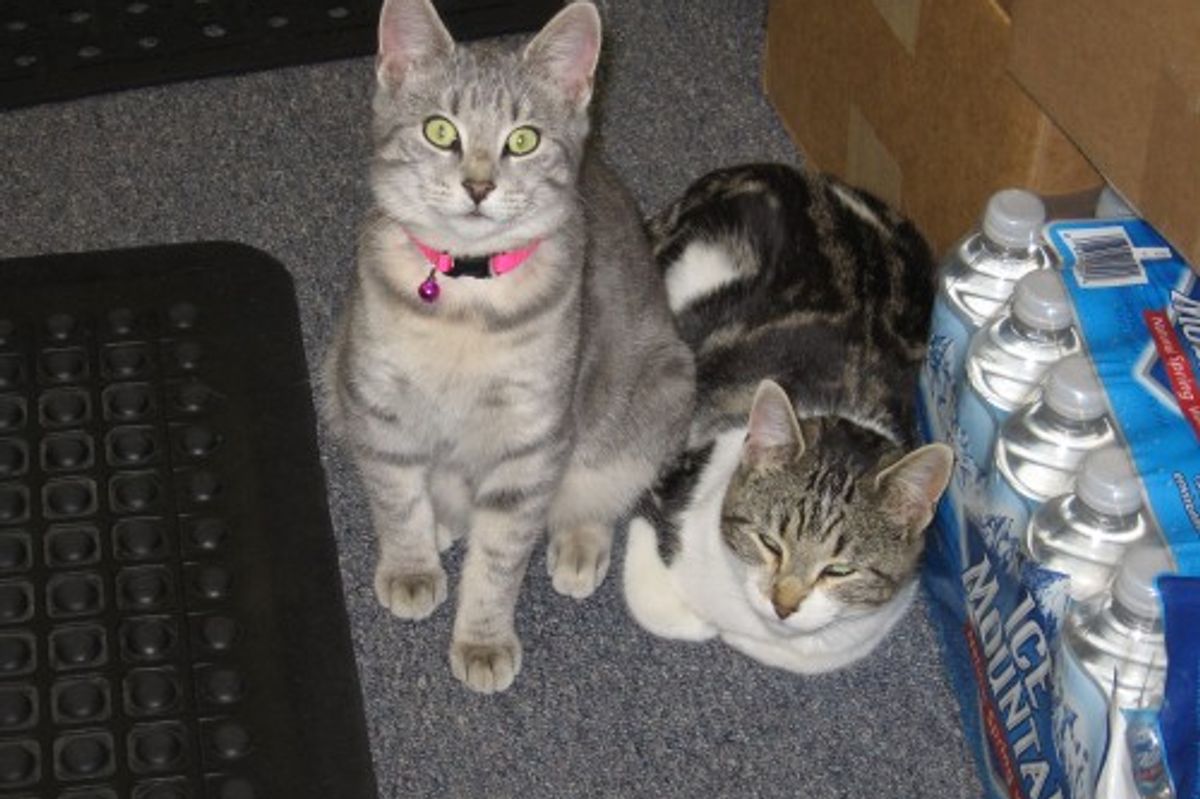 Library Cats from All Over the World