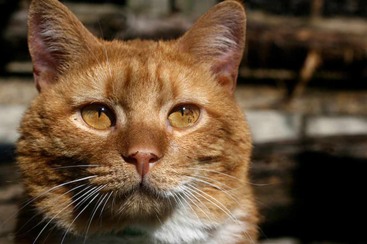 Woman Sleeps in Shelter for 30 Days to Raise Money