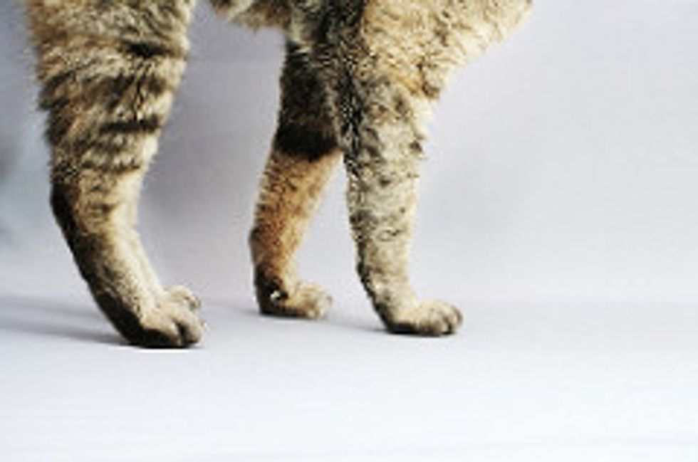 The Amazing Body of Cats