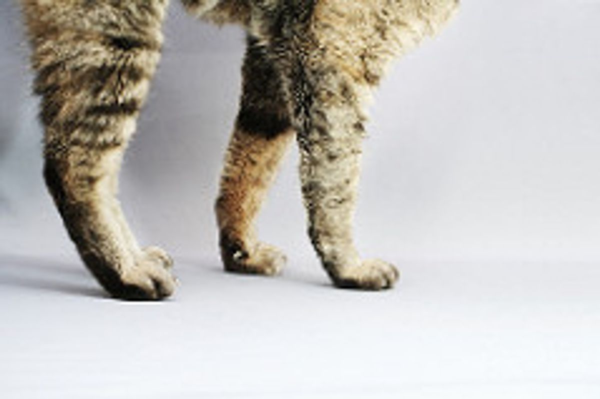 The Amazing Body of Cats