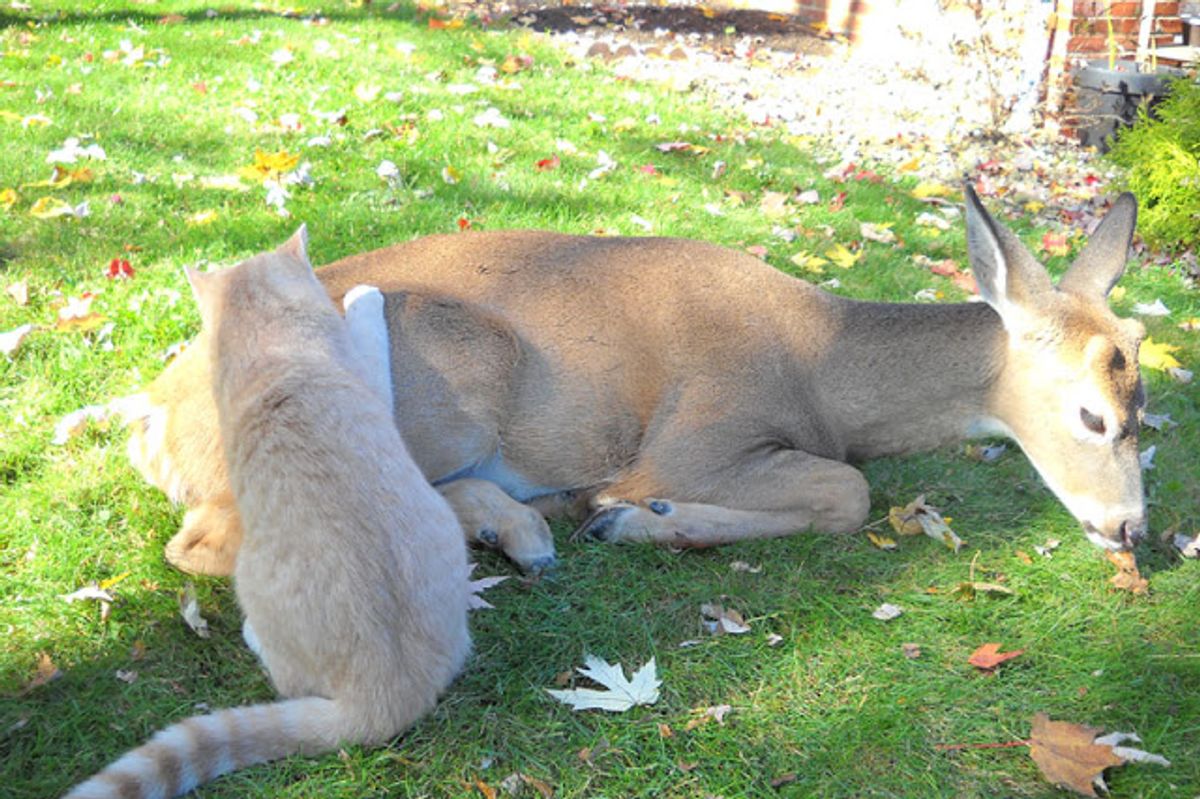 Odd but Lovely Friendship between a Cat and a Deer