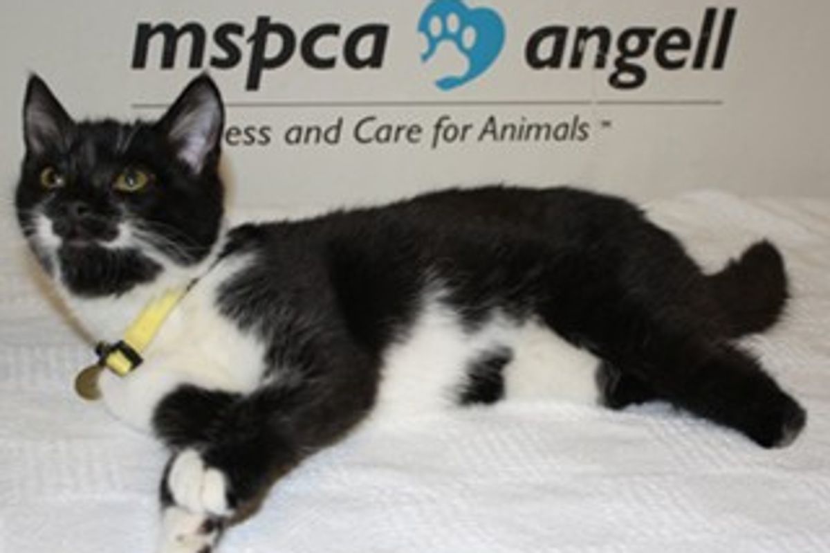 Nubbins a Cat Born without Hind Legs Looking for a Home