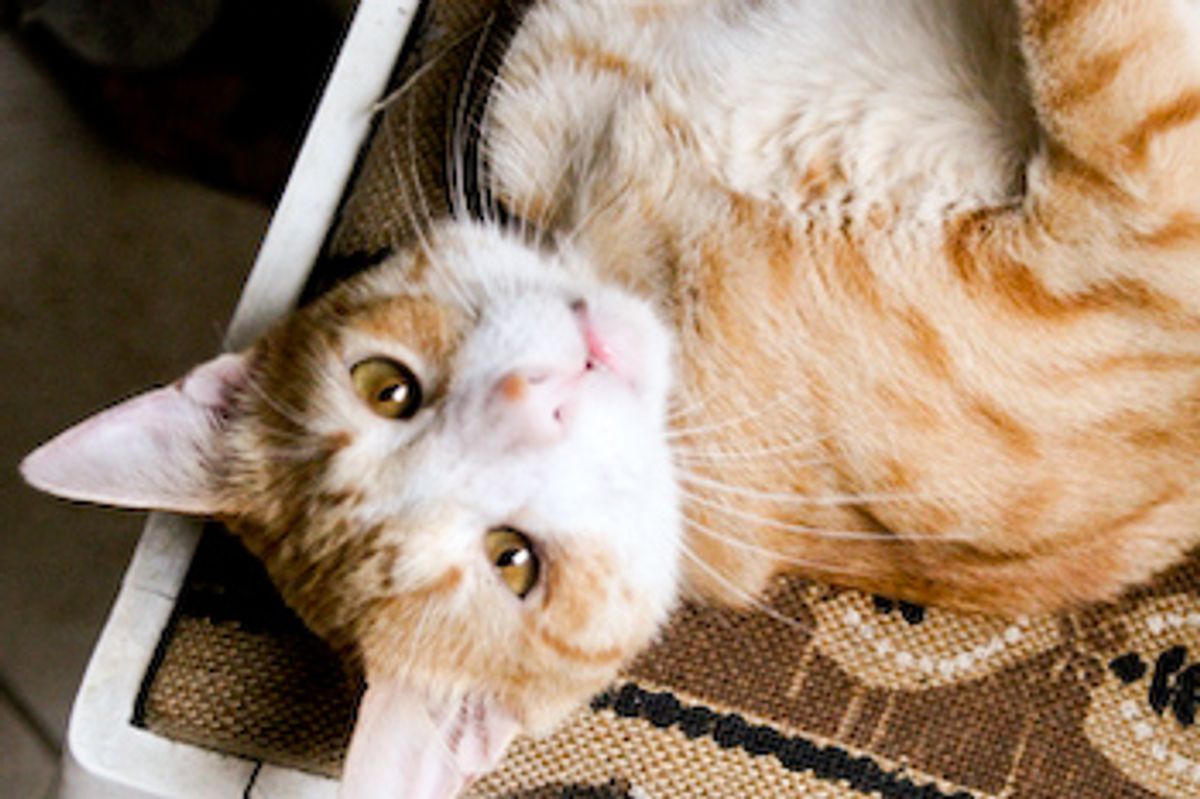 Cat Included on Top of Wedding Cake