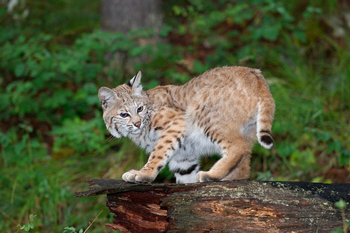 Abandoned Bobcats Rehabilitated in Unusual Way