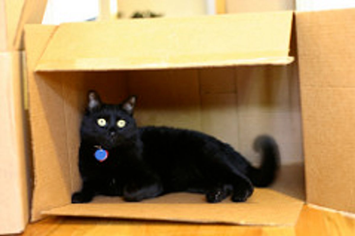 Whack a Mouse Fun Cat Game with Videos