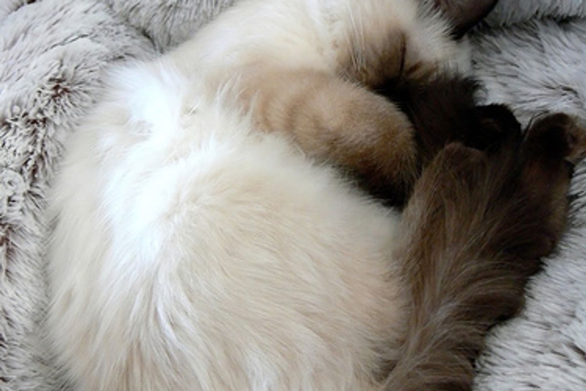 Ragdoll Kittens Favorite Pastime, Sleep