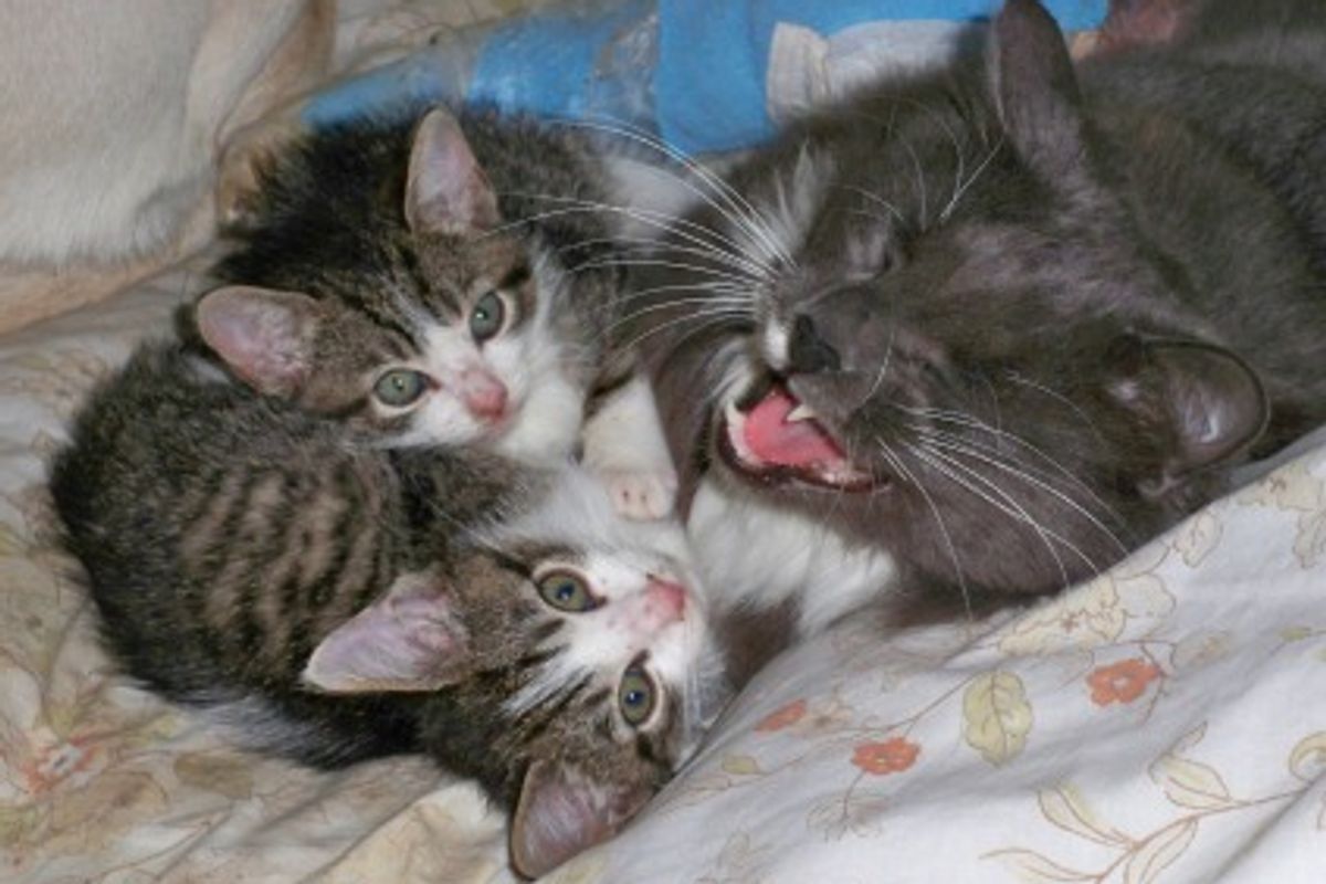 Cat Who Crawled Home with Injured Legs is Recovering