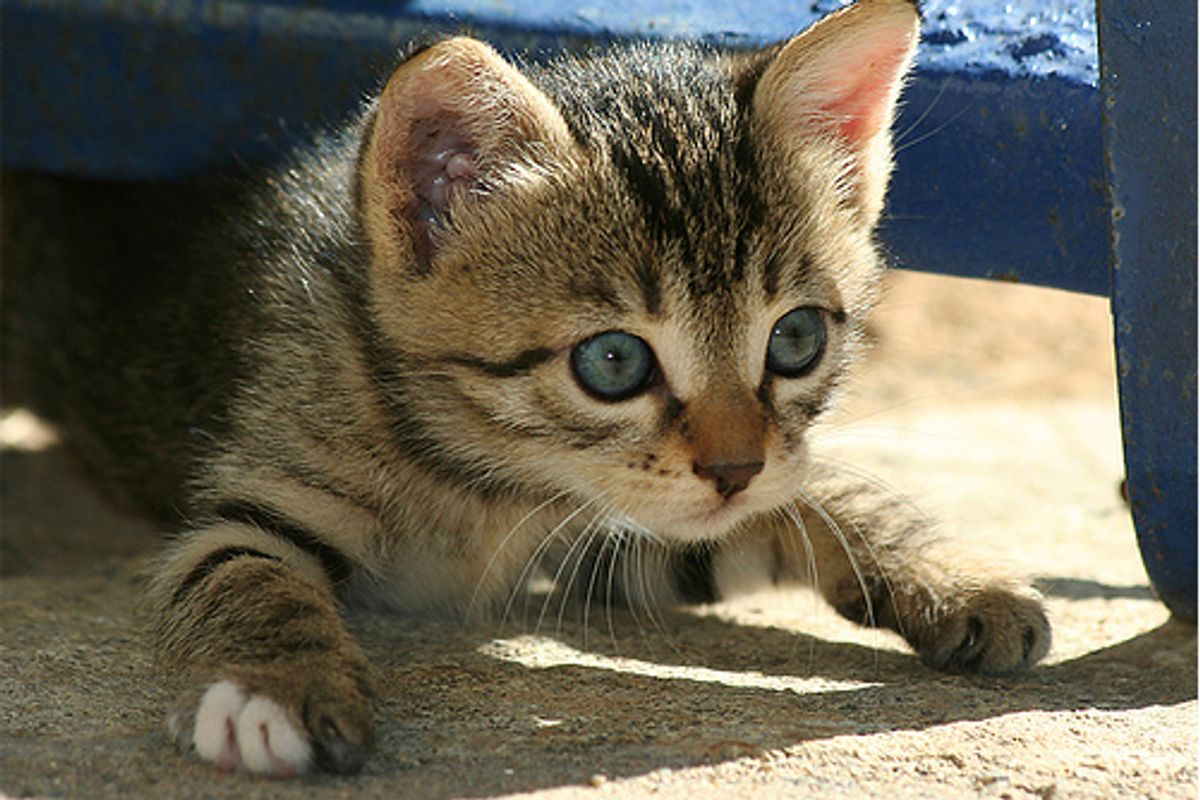 Beautiful Feral Cats