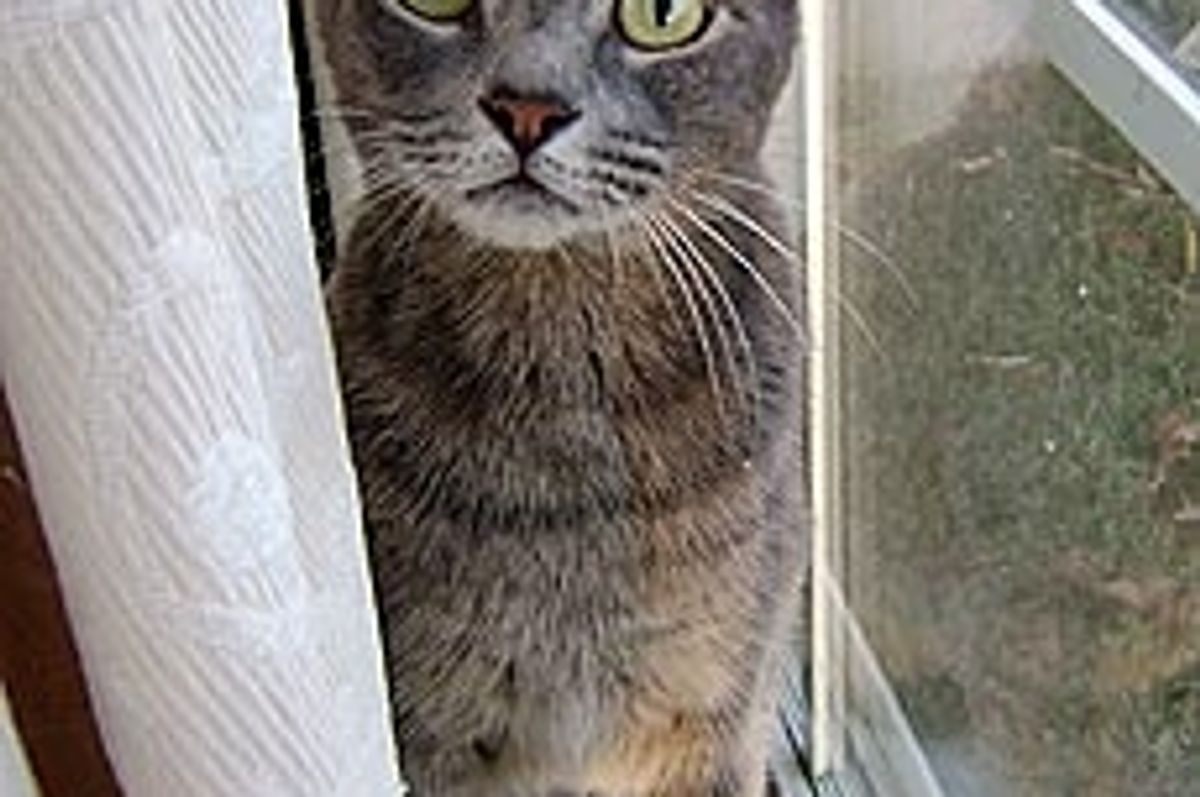 Cat was Found One Year After Hurricane Ike