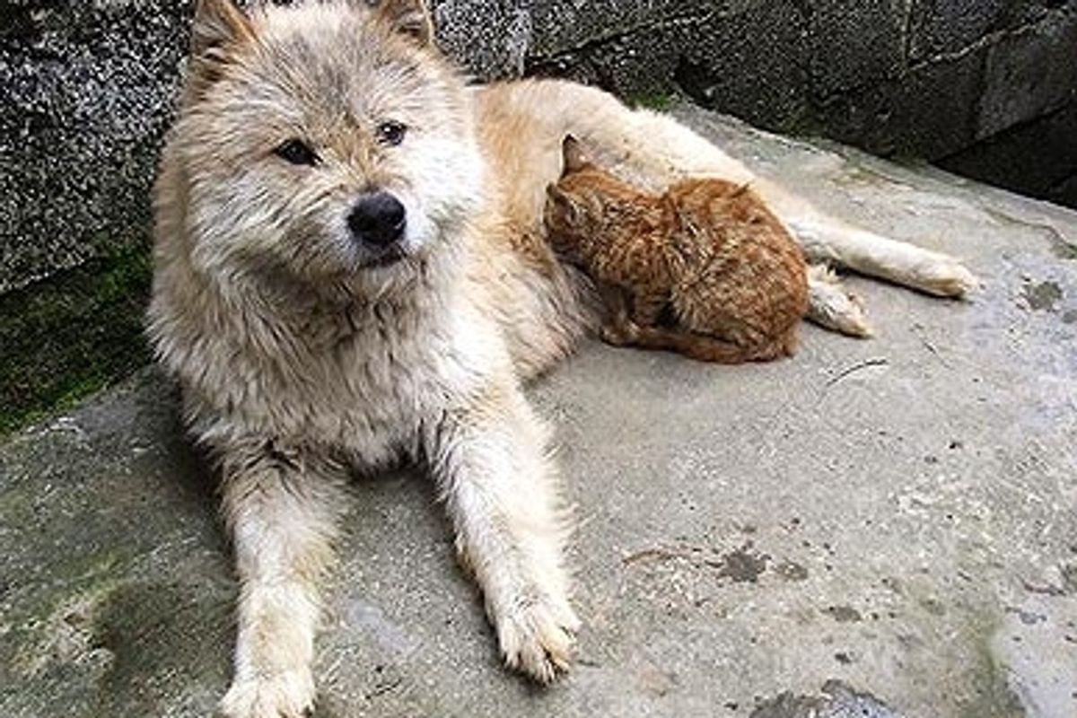 Dog Adopts Kitten After Saying Goodbye to Her Own Puppies