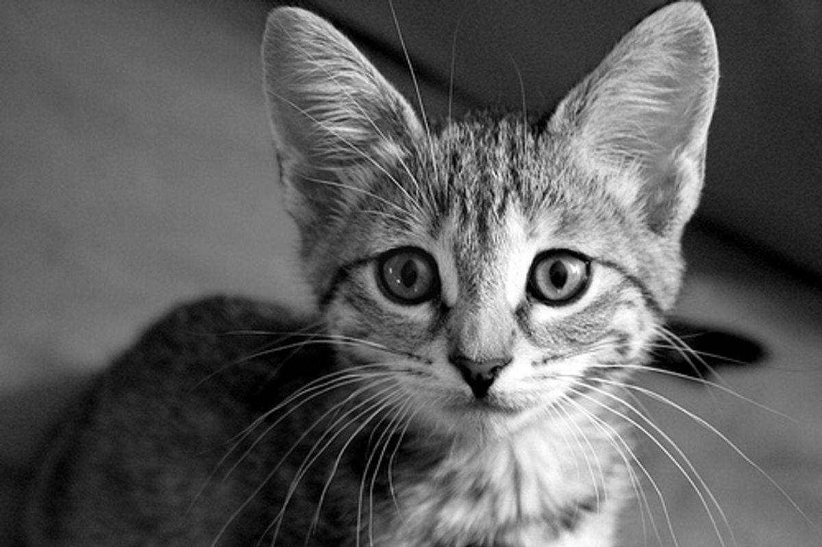 Kitten Saved by a World Renowned Climber