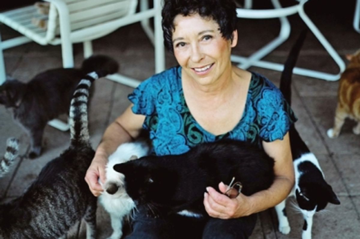 Cat House on the Kings No Kill No Cage Cat Sanctuary