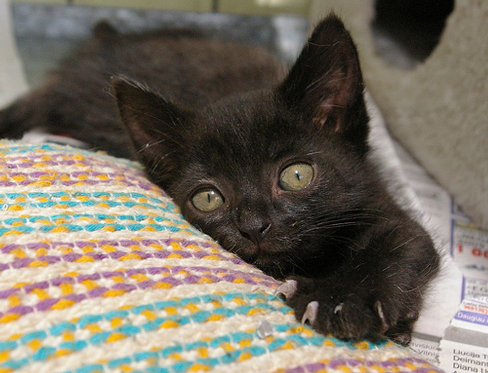 Adorable Kittens from SOS Animals