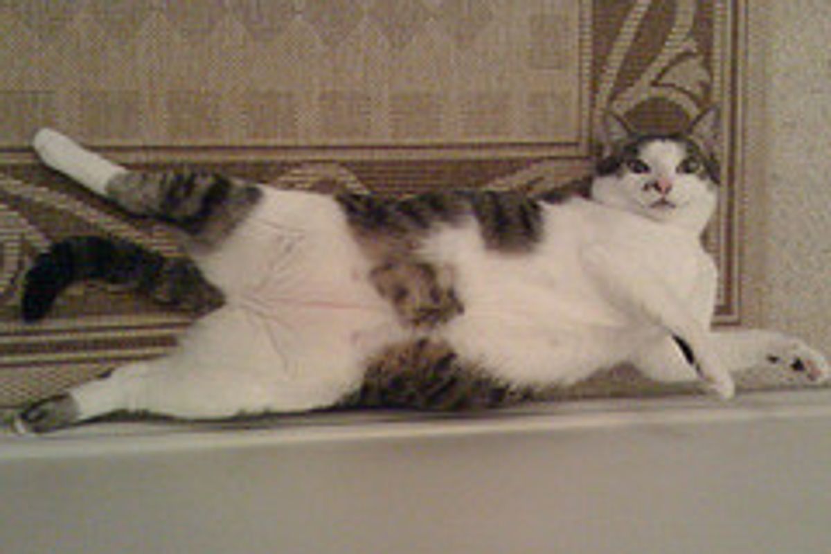 Yoga vs Cat Stretching Did Cats Inspire the Creation of Yoga