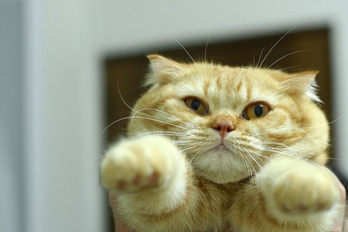 The Real Puss in Boots