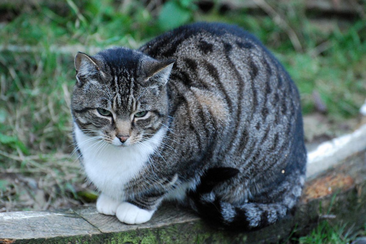 Cat Saved Couple from House Fire Now Missing