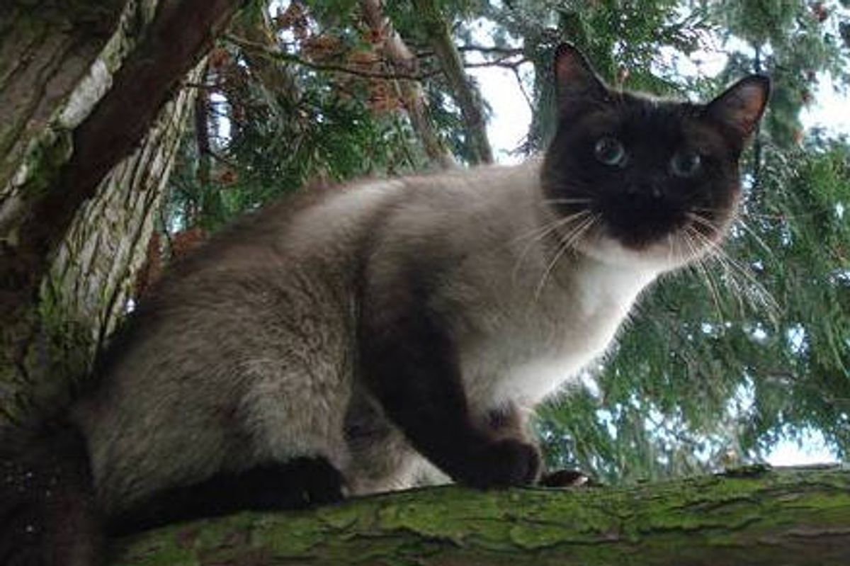 Rescuer for Cats Stuck in Trees