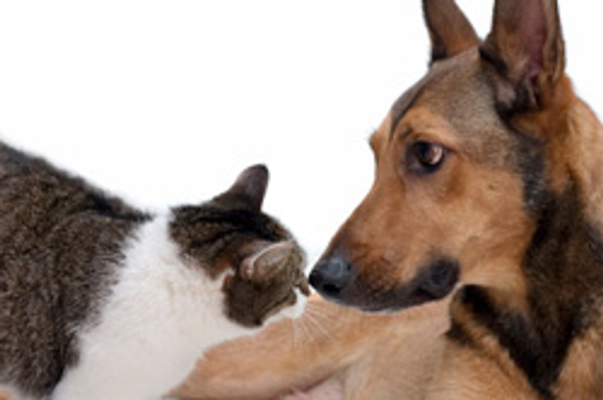 Cat Trapped in Snow for a Month Saved by German Shepherd