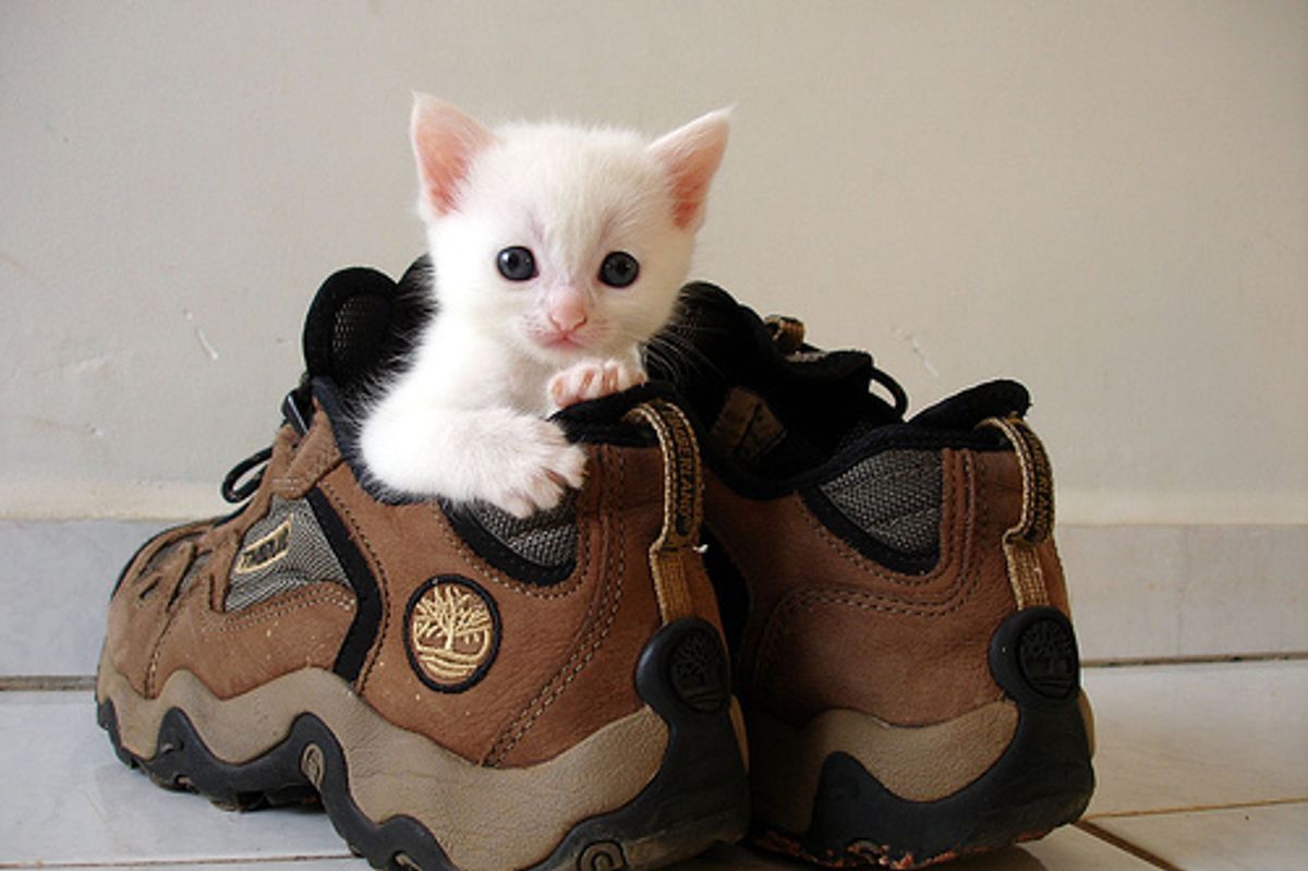 Kitten in Shoe