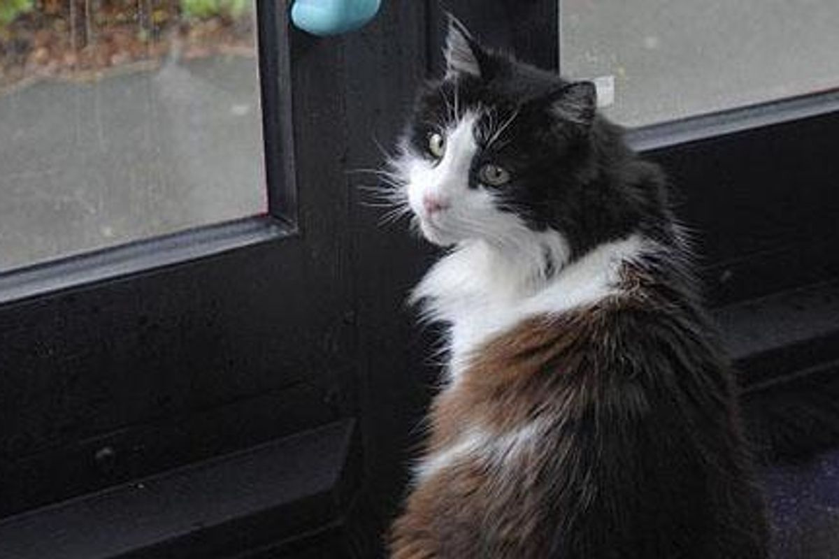 R.I.P. Casper the Commuter Cat