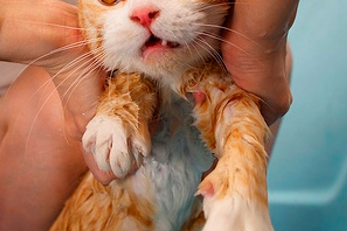 How Much Does Your Kitty Dislike Bath
