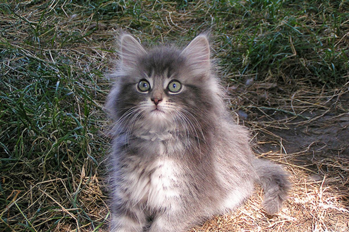 The Norwegian Forest Cat