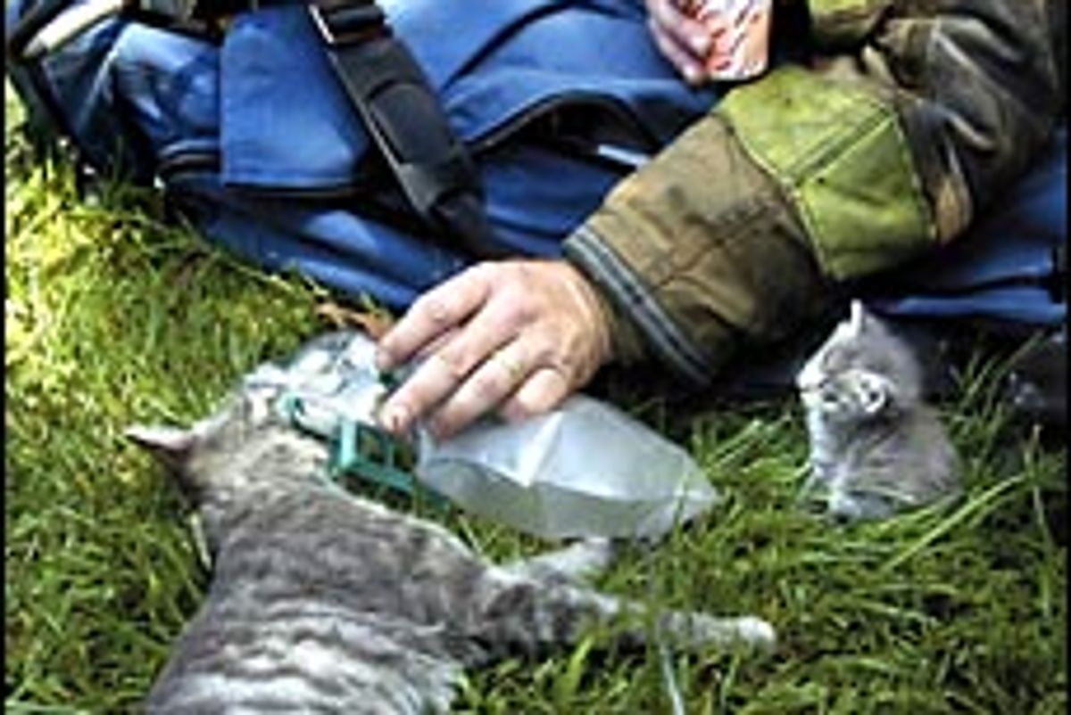 Firefighter Rescued Cat from Flames