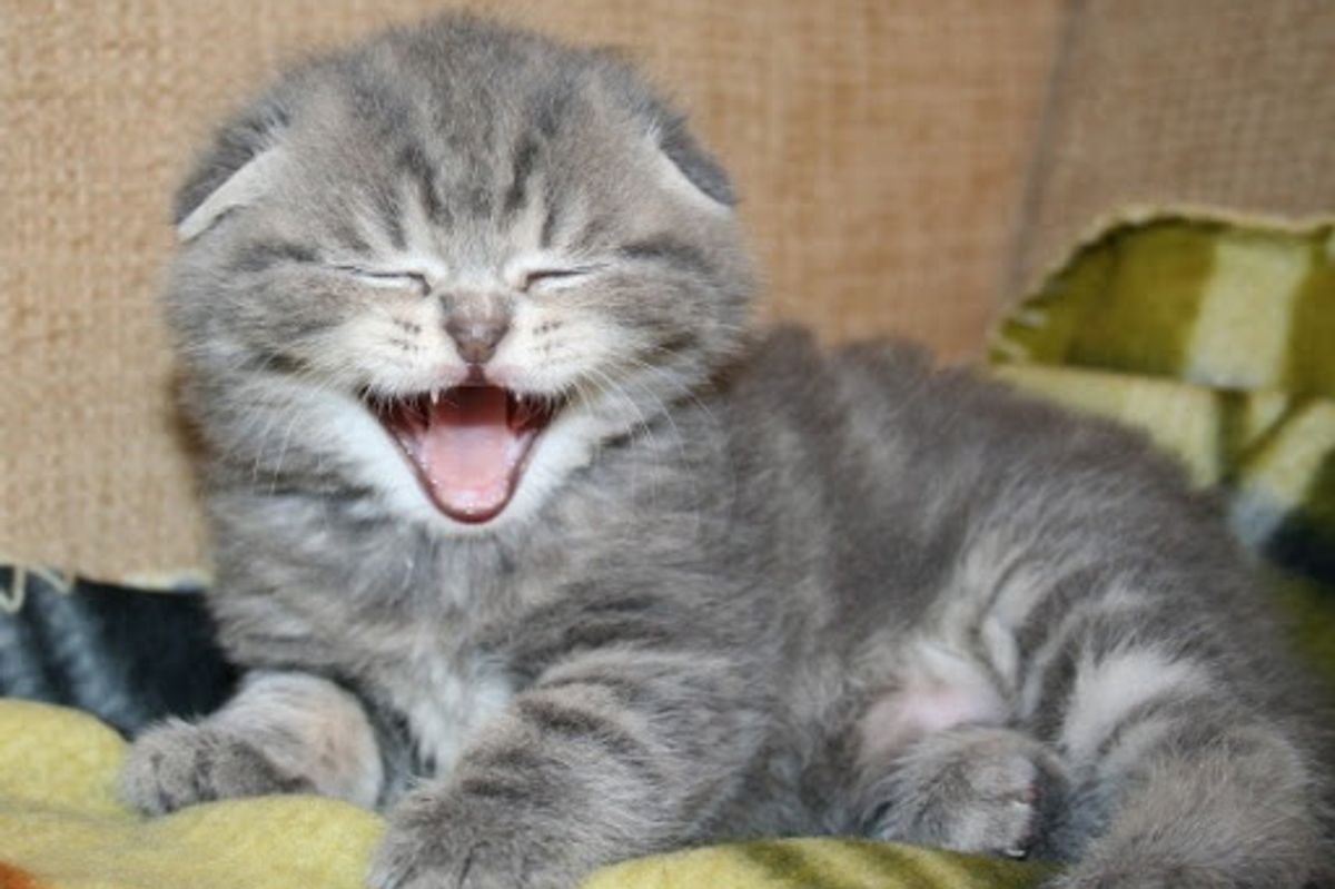 Kitten Smile