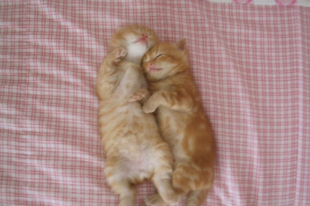 Most Popular Cat Names of 2009