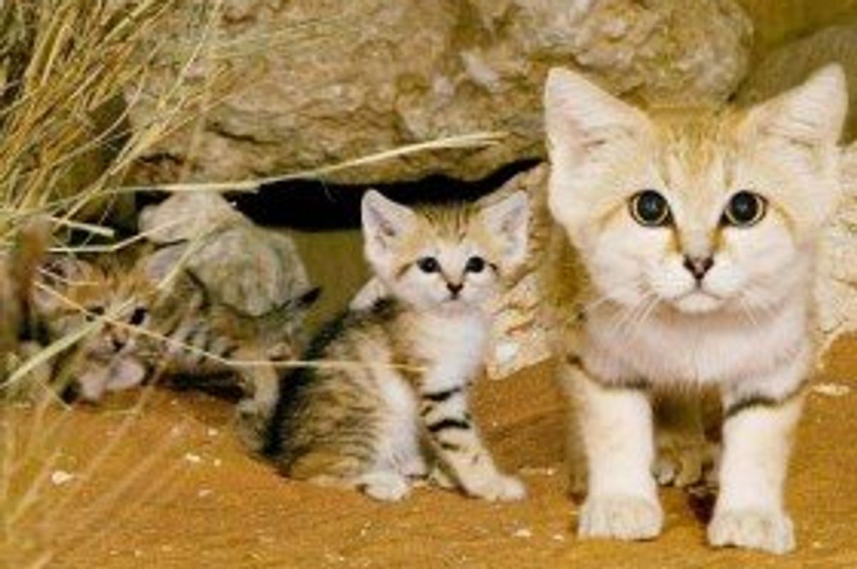Endangered Sand Cats Now Can be Seen at Cincinnati Zoo