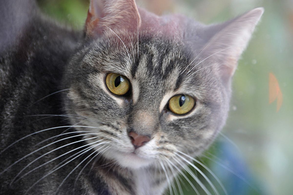 Cat Who Saved Couple from Fire Returns Home