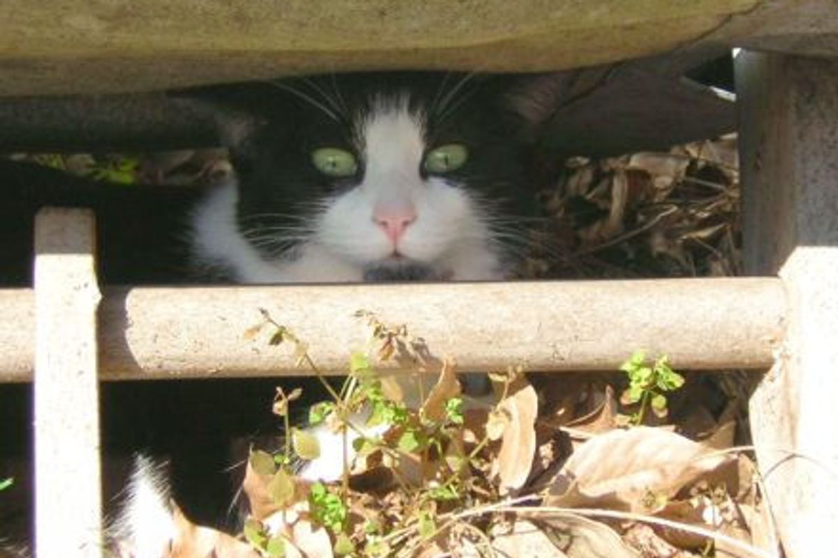 Missing Cat Found at a Pub