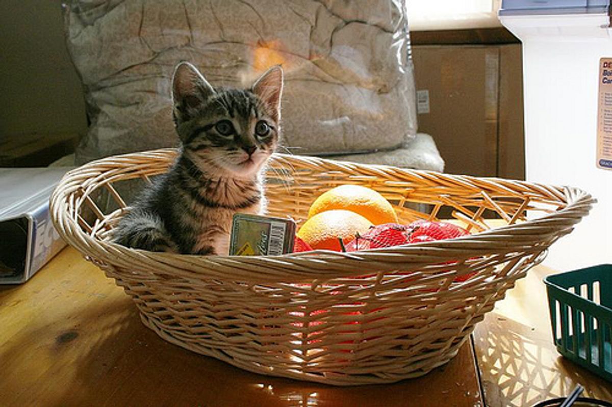 Are Broccoli, Melon Toxic to Cats