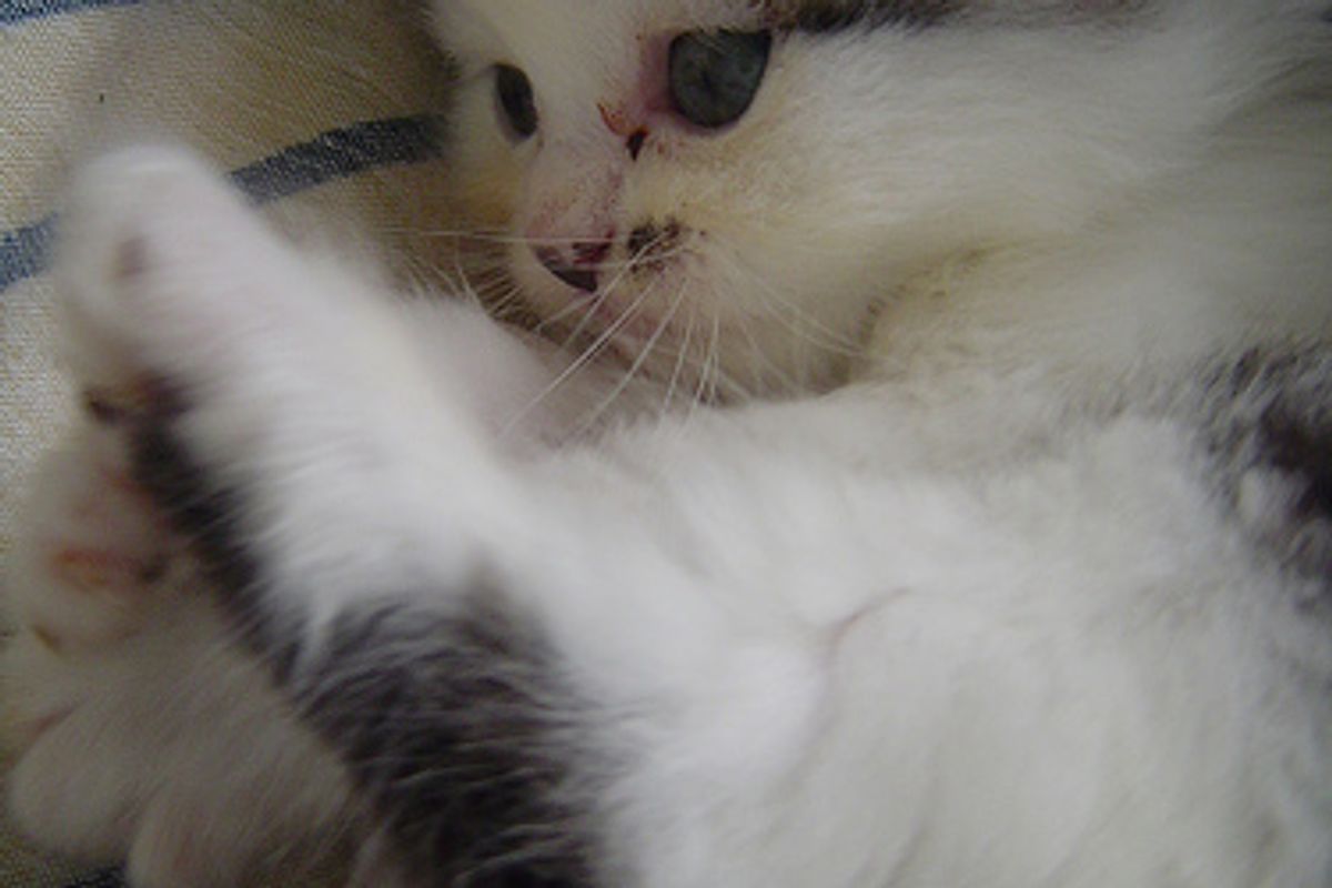 Mels Beloved Kittens