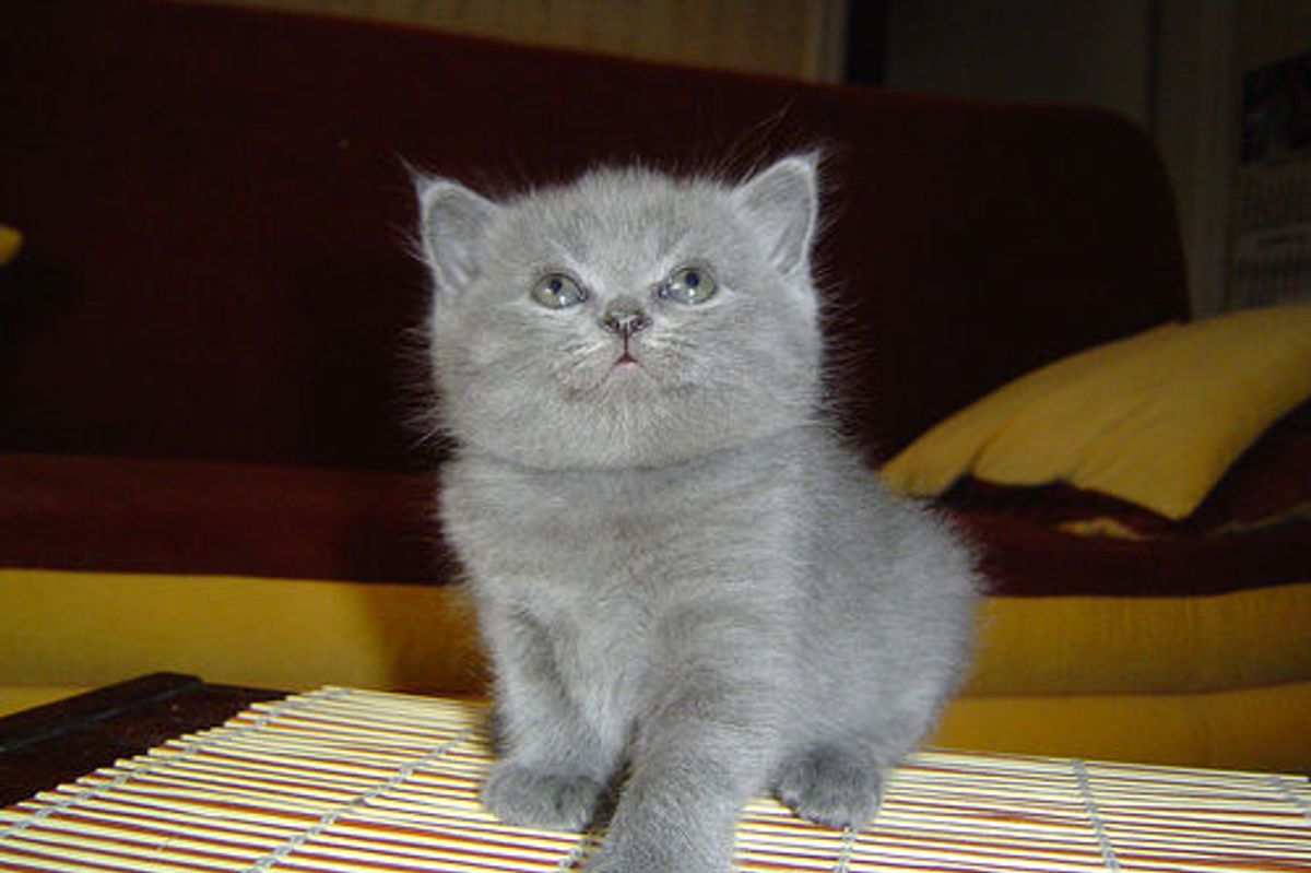 Kitten Sleeping with Tongue Out