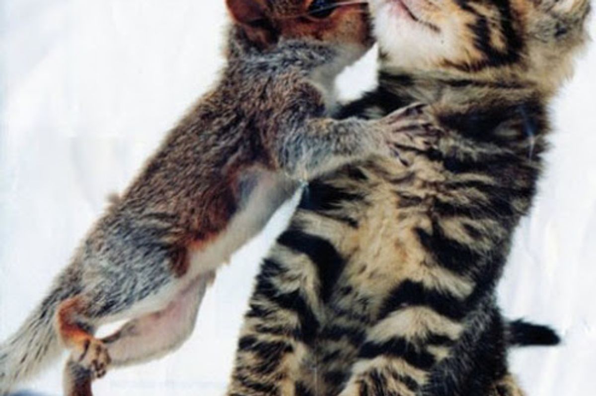 Jan Cat of the Month Final Round